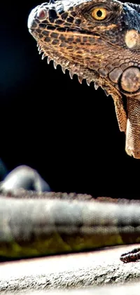 This live wallpaper features a photorealistic high-contrast macro photograph of a lizard, showcasing intricate details such as its open mouth, skin textures, and patterns