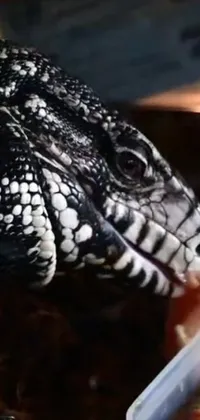 This live wallpaper showcases a stunning close-up shot of a lizard devouring a piece of food