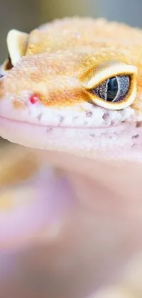 This live wallpaper captures the stunning closeup of an albino lizard's face with a backdrop of blurry scenery that brings photorealism to your phone