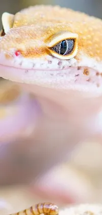 This stunning live wallpaper features an up-close image of an albino dwarf lizard trying to escape from a snake on a sandy surface