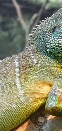 Get mesmerized by this phone live wallpaper featuring a close-up shot of a brightly colored lizard perched on a tree branch