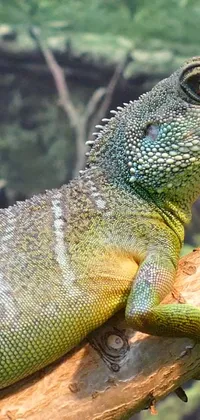 This close-up live wallpaper showcases a green lizard perching on a tree branch, captured in stunning detail by a talented photographer