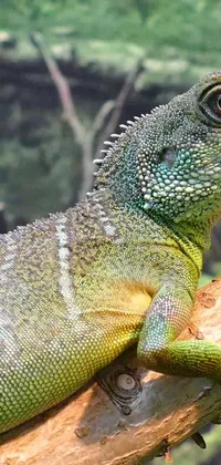 Get up close and personal with a stunning water dragon lizard in this live wallpaper