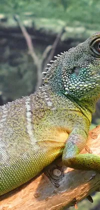 This phone live wallpaper showcases a close up of a multicolored water dragon lizard perched on a tree branch