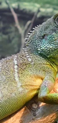 This phone live wallpaper showcases a captivating image of a lizard perched on a tree branch