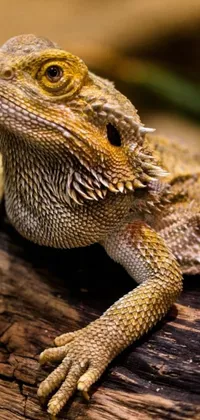 This phone live wallpaper showcases a stunning image of a lizard up close on a log