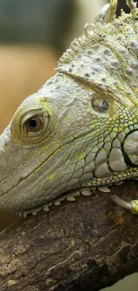 Lizard Reptile Terrestrial Animal Live Wallpaper