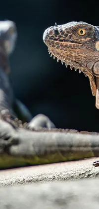 This phone live wallpaper features a close-up of a lizard with its mouth open, showcasing a textured skin and intense detail