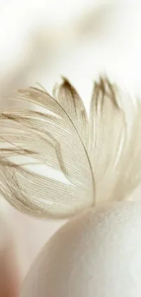 Macro Photography Fashion Accessory Feather Live Wallpaper