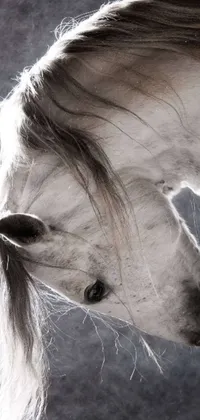 Enhance the overall appearance of your phone's screen with this captivating live wallpaper of a stunning white horse