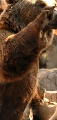 Bring your phone to life with this adorable brown bears live wallpaper