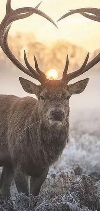 This stunning phone live wallpaper features a majestic deer standing in a grassy field, set against a backdrop of bright, wintry light