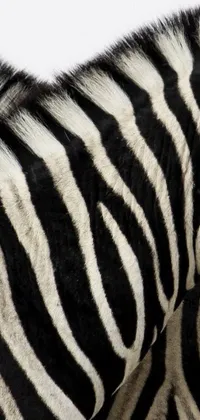 This phone live wallpaper features two vibrant zebras standing side-by-side