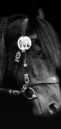 This live wallpaper features a striking black and white photograph of a majestic horse with a bridle, shot in high-quality 4K resolution