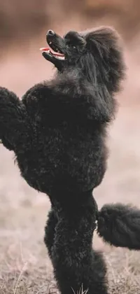 This live wallpaper showcases a playful black poodle leaping to catch a frisbee against a stunning sunset