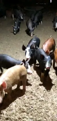 This live wallpaper for your phone showcases an animated group of cute pigs that stand in a dirt area under the starry night sky