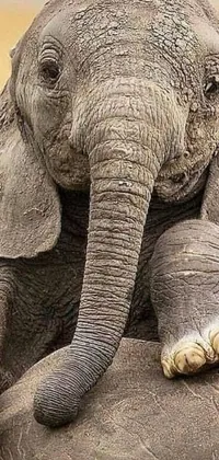 Looking for an adorable live wallpaper for your phone? Look no further than this heartwarming image of a baby elephant sitting atop an adult elephant! The detailed legs and wrinkled cheeks of the adult elephant create a realistic and lifelike feel, while the cute and playful baby elephant adds a touch of lightheartedness to the scene