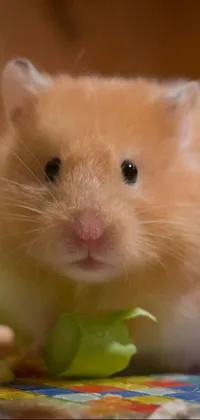 This fun live phone wallpaper features a hamster enjoying a snack of broccoli on a table