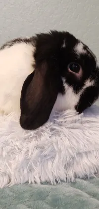 Mammal Snout Whiskers Live Wallpaper