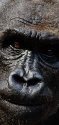 This gorilla live wallpaper boasts a fierce close-up of the animal gazing piercingly into the camera
