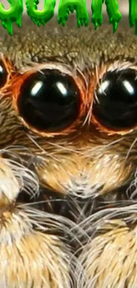 This phone live wallpaper is a compelling and realistic portrayal of a spider's close-up shot, featuring green and orange eyes, captured in photorealistic detail