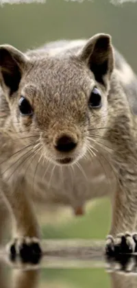 This phone live wallpaper features a close-up shot of a squirrel in nature