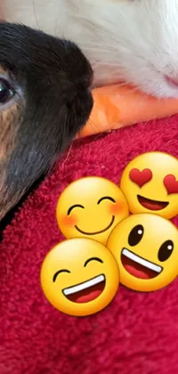 This phone live wallpaper features a charming guinea pig resting on a red blanket and surrounded by a variety of emoticons such as happy faces, winking face, and kissing face