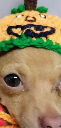 This phone live wallpaper features an adorable small dog wearing a hat as the main focus