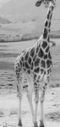 This live phone wallpaper depicts a stunning black and white image of a giraffe standing on a dirt field captured at a California zoo