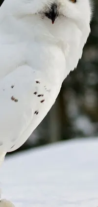 This phone live wallpaper features a stunning portrait of a majestic white owl sitting on top of a snow-covered ground