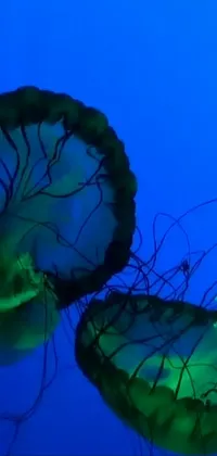 Marine Invertebrates Azure Jellyfish Live Wallpaper