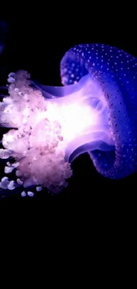 Marine Invertebrates Bioluminescence Jellyfish Live Wallpaper