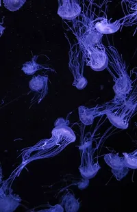 Marine Invertebrates Bioluminescence Organism Live Wallpaper
