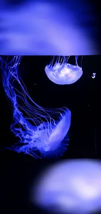 Marine Invertebrates Blue Jellyfish Live Wallpaper