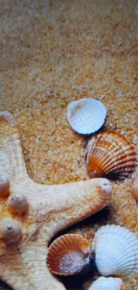 Marine Invertebrates Cuisine Shell Live Wallpaper