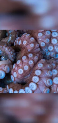 Marine Invertebrates Gesture Cephalopod Live Wallpaper