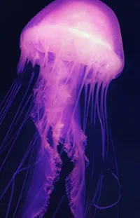 Marine Invertebrates Jellyfish Bioluminescence Live Wallpaper