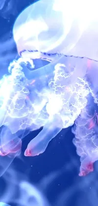 Marine Invertebrates Jellyfish Bioluminescence Live Wallpaper