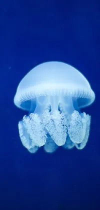 This mesmerizing phone live wallpaper features a realistic albino jellyfish floating gracefully in shimmering blue water