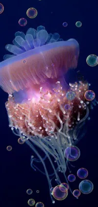 Marine Invertebrates Jellyfish Liquid Live Wallpaper