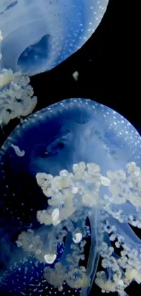 Marine Invertebrates Jellyfish Nature Live Wallpaper