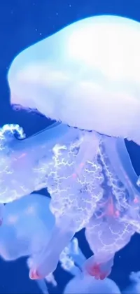 Marine Invertebrates Jellyfish Water Live Wallpaper