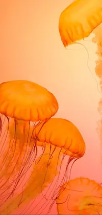 Marine Invertebrates Light Jellyfish Live Wallpaper