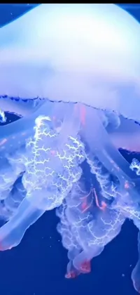 Marine Invertebrates Liquid Jellyfish Live Wallpaper