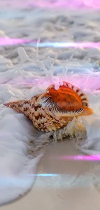 Marine Invertebrates Marine Biology Blowfish Live Wallpaper