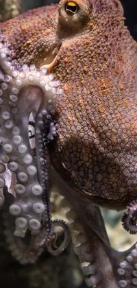 Marine Invertebrates Octopus Organism Live Wallpaper