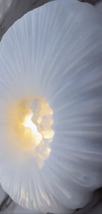 Marine Invertebrates Petal Jellyfish Live Wallpaper