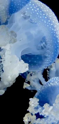 Marine Invertebrates Snow Blue Live Wallpaper