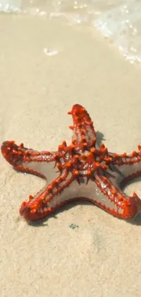 Marine Invertebrates Starfish Beach Live Wallpaper