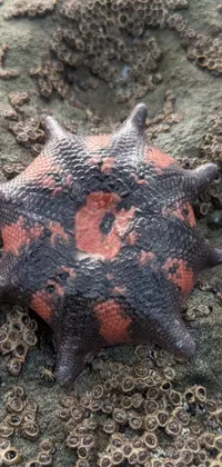 Marine Invertebrates Starfish Organism Live Wallpaper